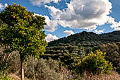 Hania - Inland from Kolimbari. Olive plantation near the church of Mihal Arhngelos Episkop.